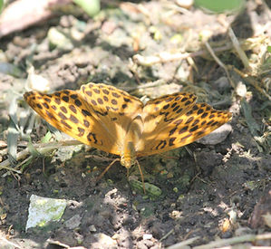 SILVER WASHED FRITILLARY