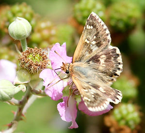 SAGE SKIPPER