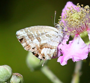 LONG-TAILED BLUE