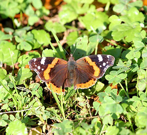 RED ADMIRAL