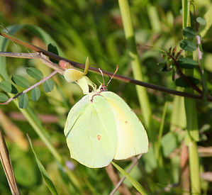 BRIMSTONE