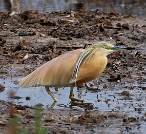 SQUACCO HERON