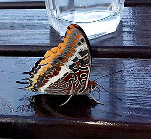 TWO TAILED PASHA