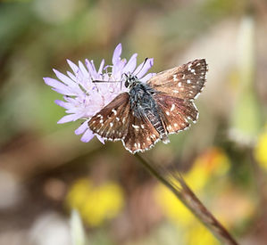 ORBED RED UNDERWING SKIPPER