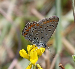 BLUE ARGUS