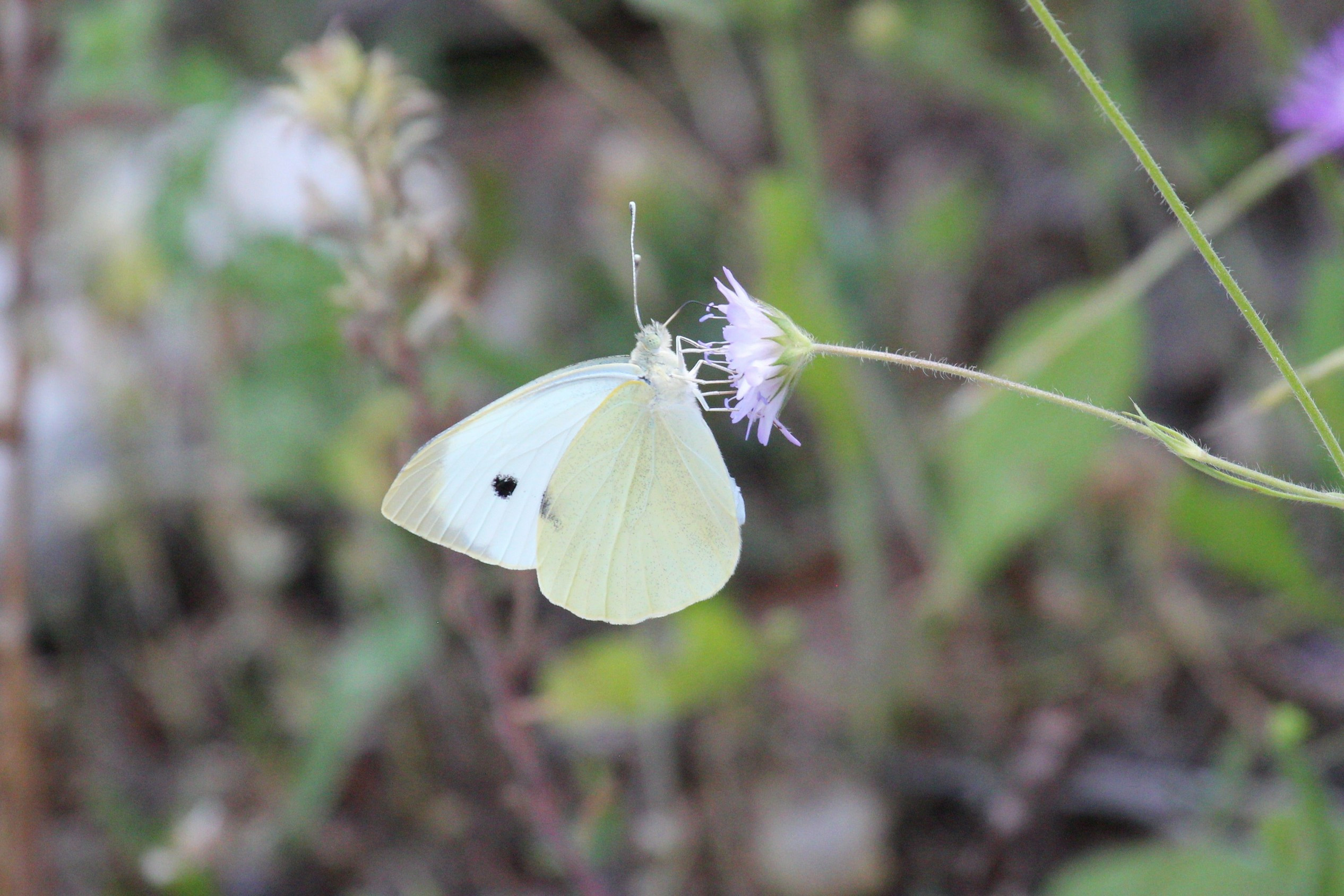 Large White Insects LARGE WHITE
