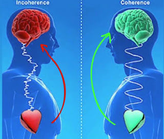 heart-brain coherence.jpeg