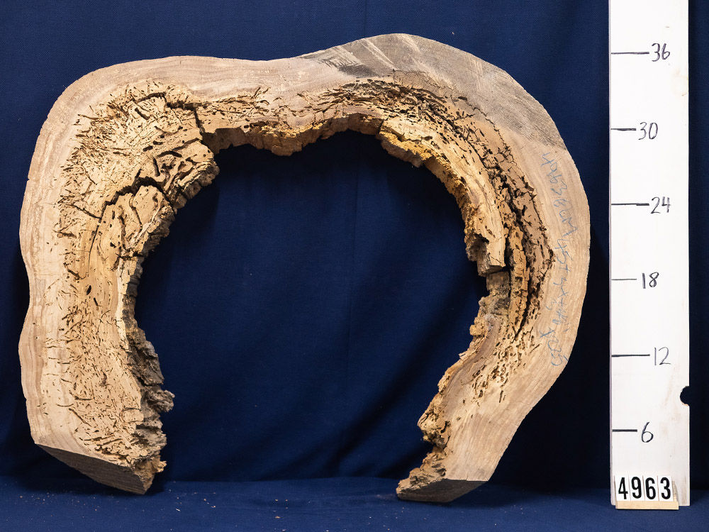 Elm hollow cookie (From great-grandfather’s farm)