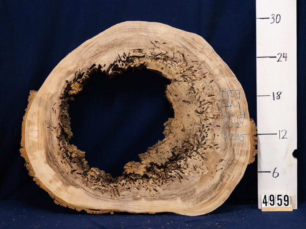 Elm hollow cookie (From great-grandfather’s farm)