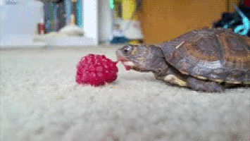 turtle.gif