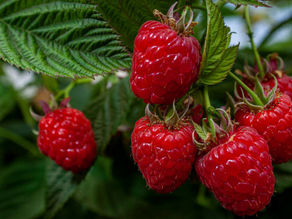 30 Top Super-Antioxidant Foods & Spices