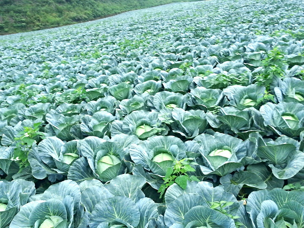 CABBAGE FIELD