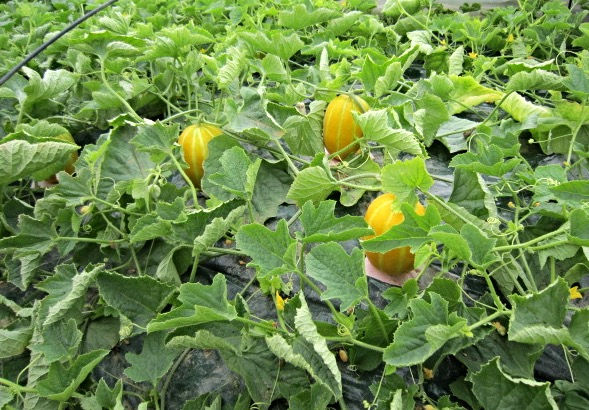 YELLOW MELON GREEN HOUSE