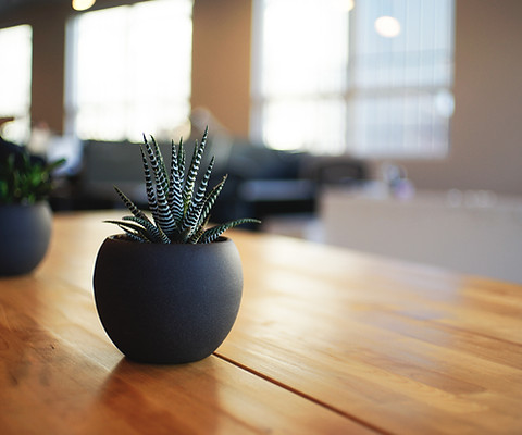 Plant on a desk
