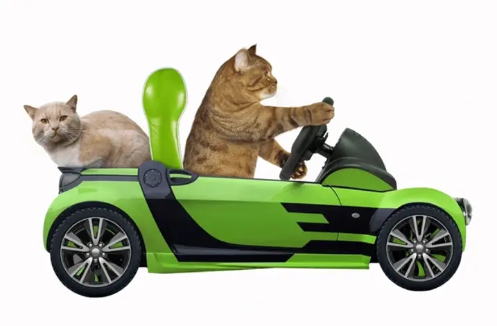 cat-his-friend-green-open-600nw-1179800539.webp