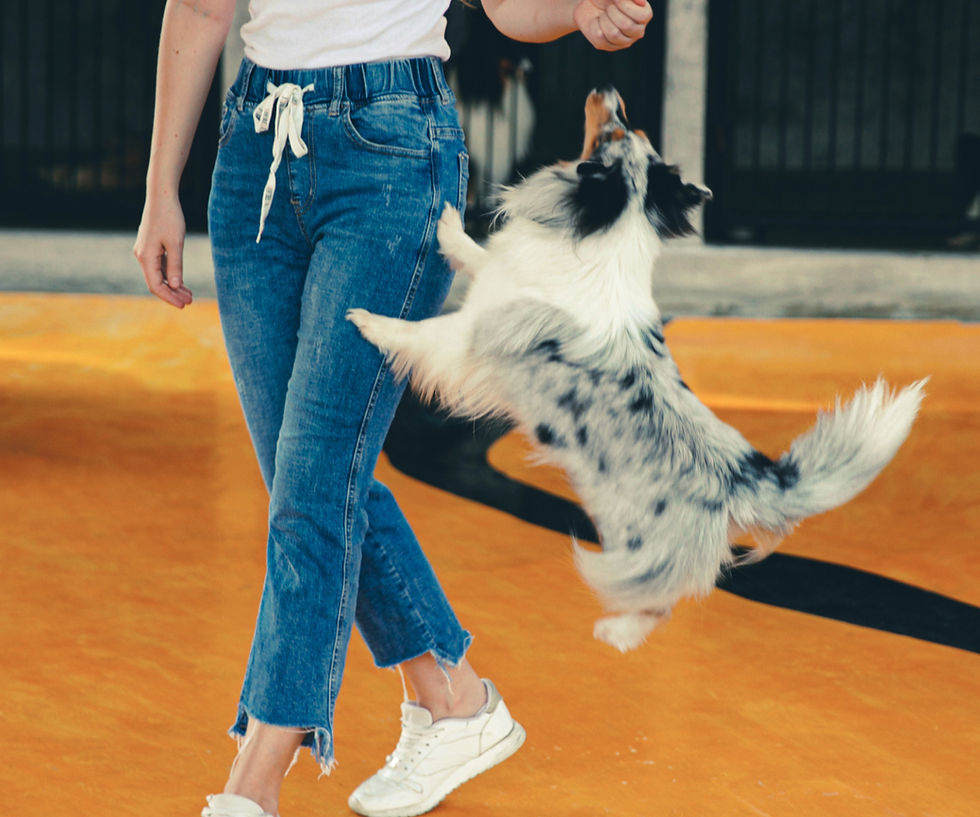 Dog jumping up on people