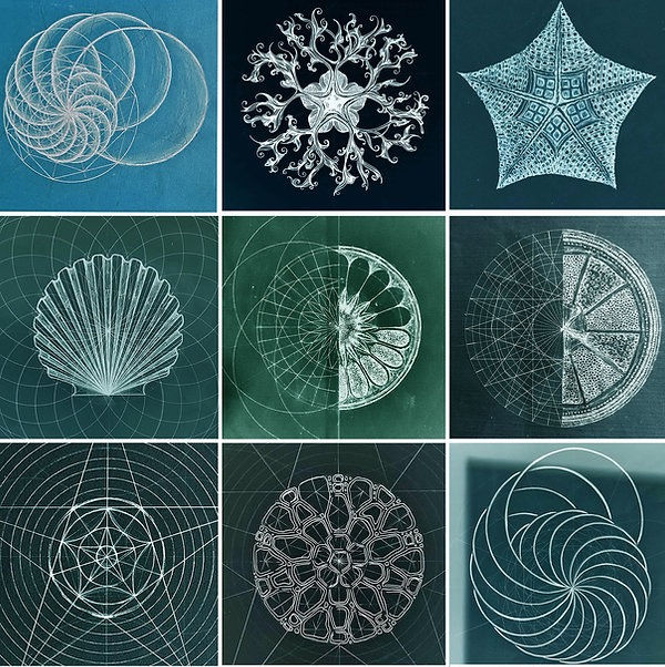 We Are Nature ~ Draw Patterns From The Plant & Ocean World