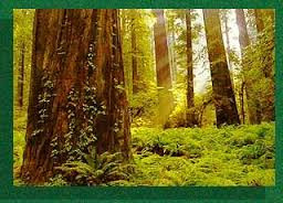 MESSAGES FROM THE REDWOOD TREES