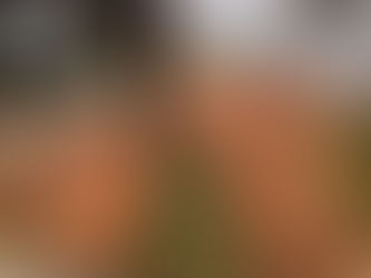 Spring Cleanup in Rochester MN 