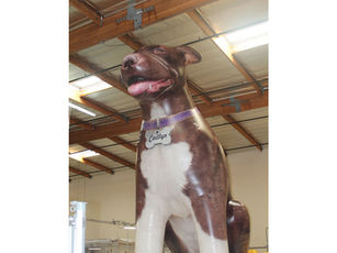 20ft Giant Inflatable Pitbull Labrador Mix Dog