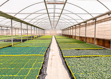 SARDEGNA_ARBOREA COOP ARBOREA ORTOFRUTTA-12.jpg