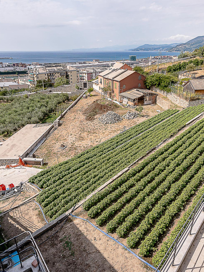LIGURIA_IL PESTO DI PRA-25.jpg
