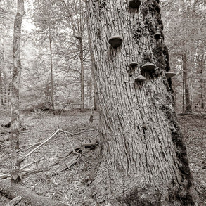 bialowieza-4.jpg