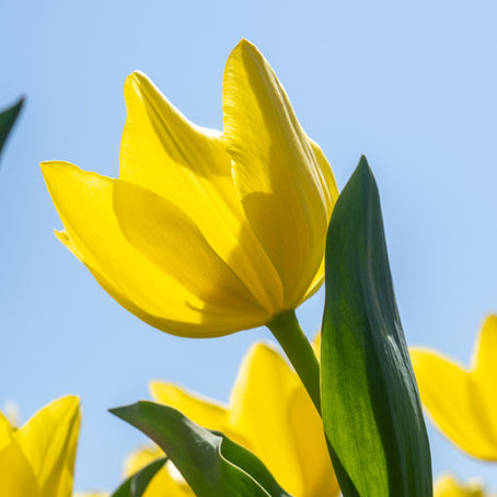 Yellow tulips with green leaves blooming under a clear blue sky, capturing a fresh and vibrant spring mood.