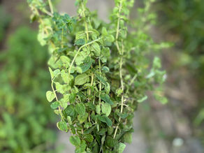 Garden fresh oregano