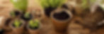 bandes plantes