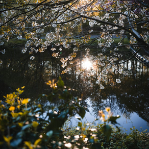 It Is a Loving and Practical Choice to Choose Mindfulness Because. . .