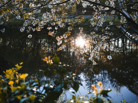 It Is a Loving and Practical Choice to Choose Mindfulness Because. . .