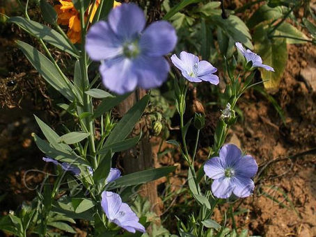 Flower Plant: Atasi/Alsi अतसी/अलसी ( లైనమ్ usitatissimum ) -- అవిసె పూలు