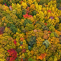 Fall Follage-2.jpg