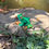 Thumbnail: Tree frog