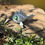 Thumbnail: Moss Eater