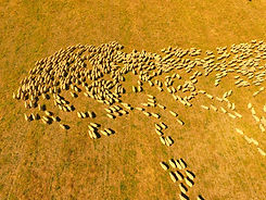 sheep top view.jpeg