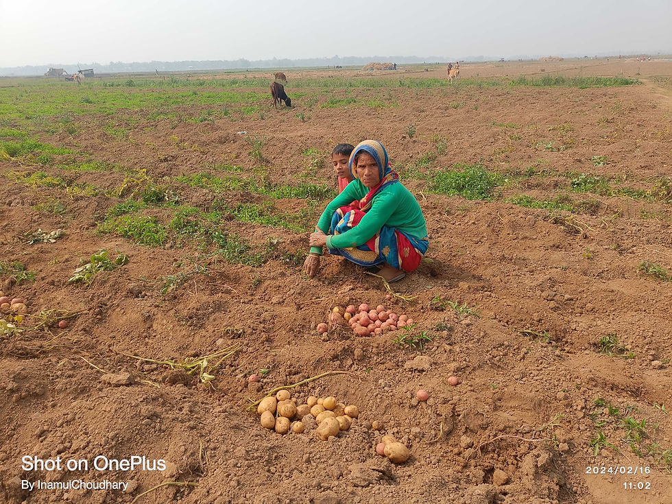 potato farmer in their field.