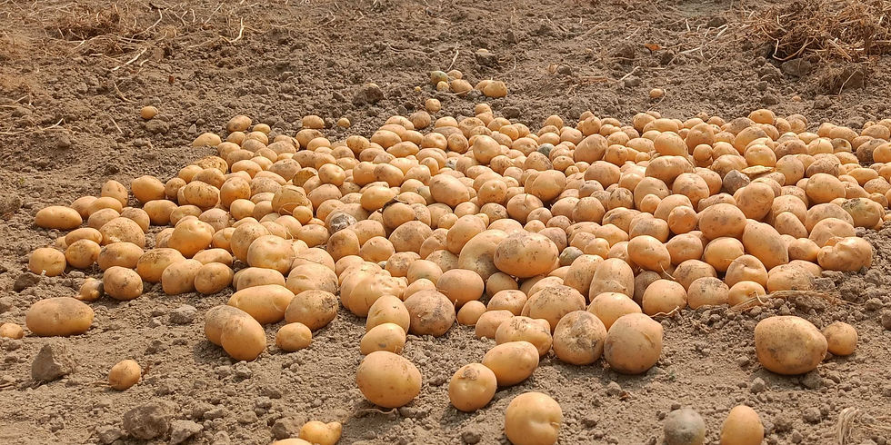 potato harvest from XAMAHAR farmers