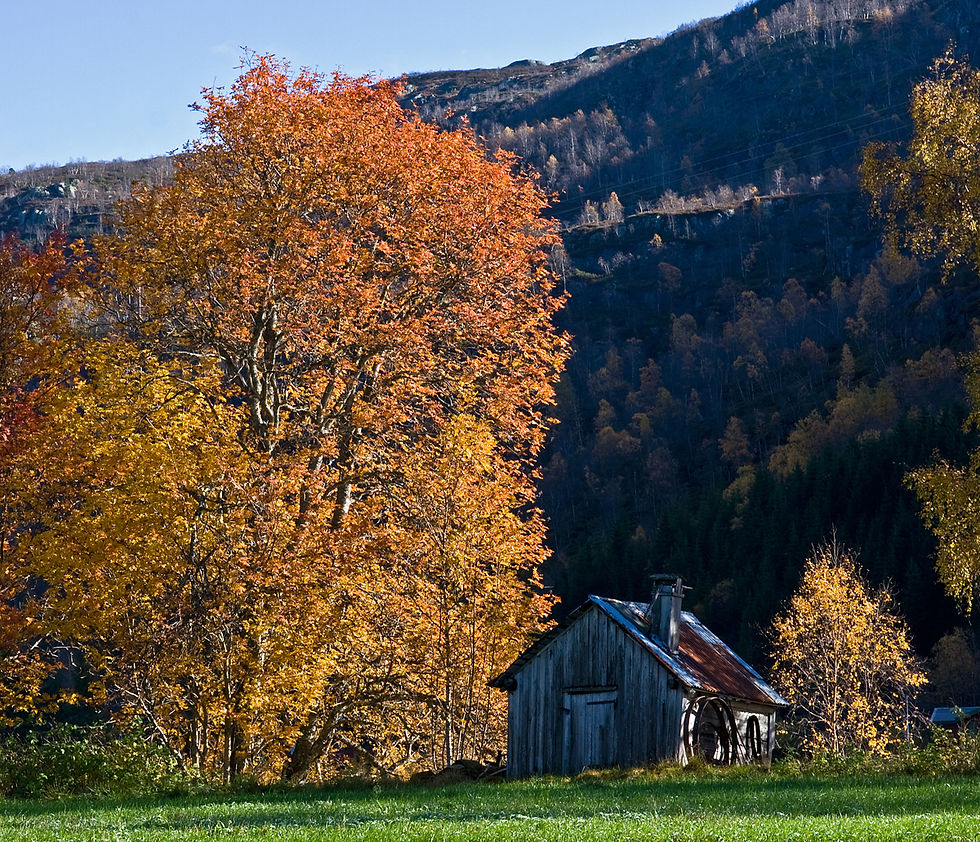 Høst ved uthuset.jpg