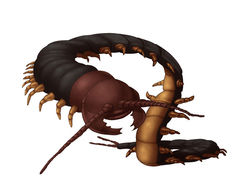 e-i-monster.tyuugata.konntyuu