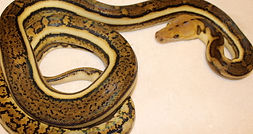 tiger anthax ha M 1 pic 2 .JPG