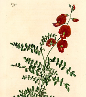 Sm_PA404 Bladder Senna 792 Curtis.jpg