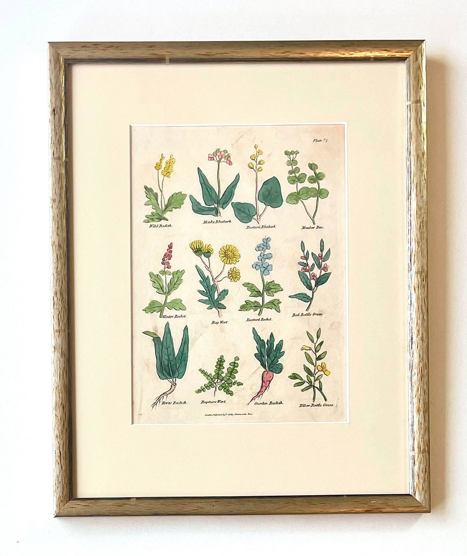 Original Copperplate - Medicinal Herbs, by Culpepper, 1826. Custom Frame