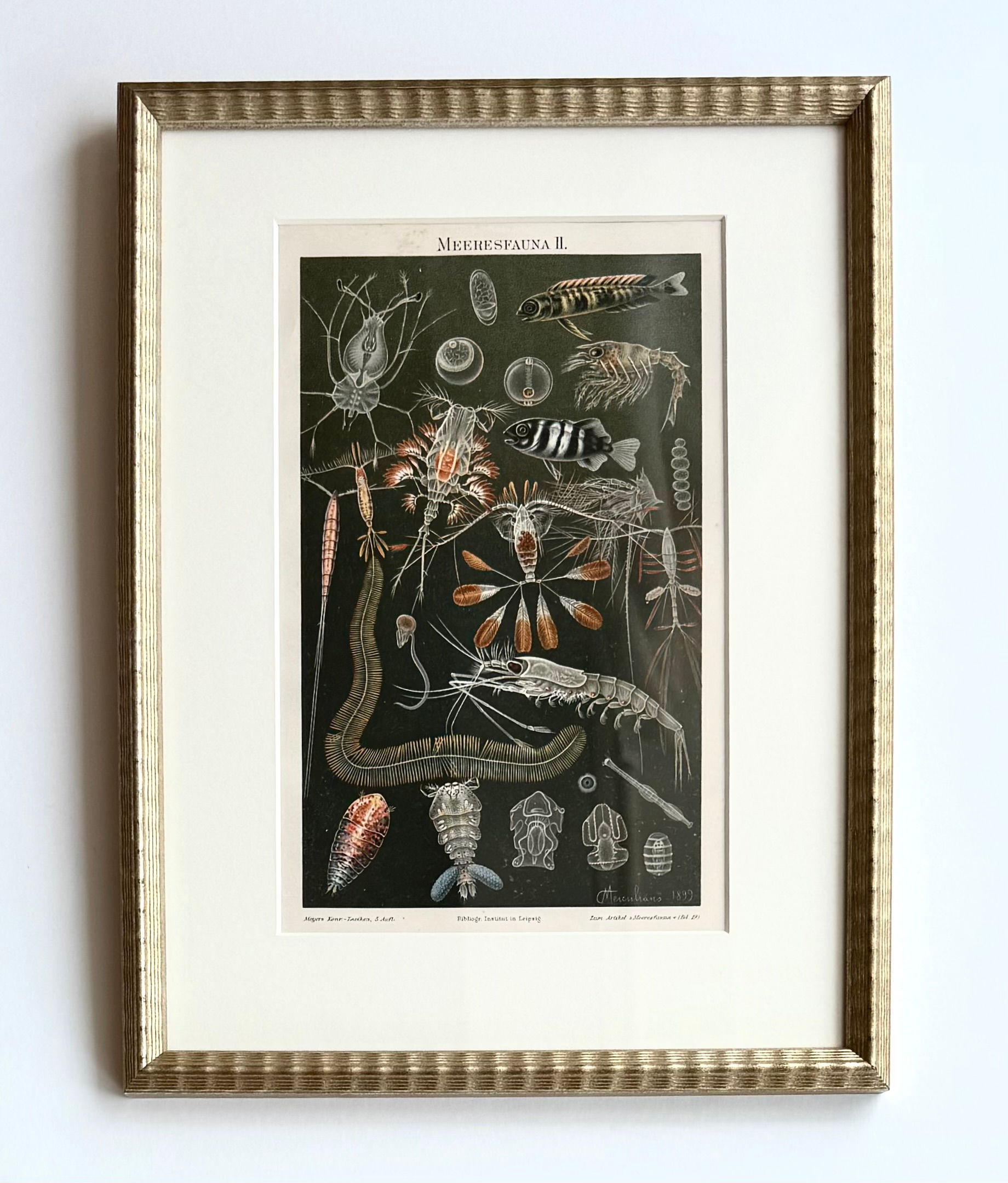 Original Chromolithograph, Ocean Fauna II, Circ 1898. Custom Framed