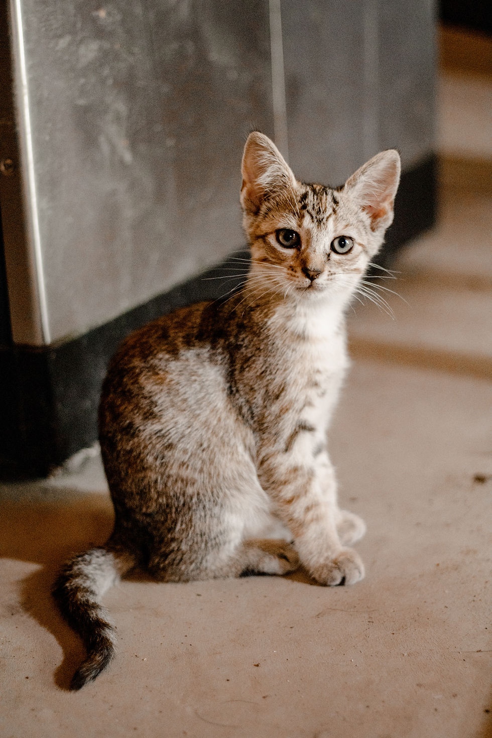 Kitten