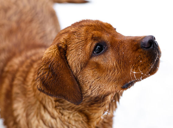 Red Fox Labrador Dog Breeder