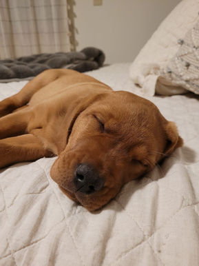 Red Fox Labrador Dog Breeder