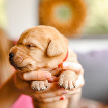 Fox Red Yellow AKC Labrador Retriever Puppy