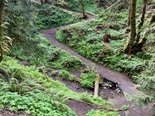 Wandering through the Woods: Reflections on being a Contemplative